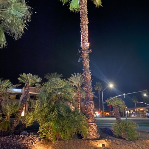 palm-tree-lighting